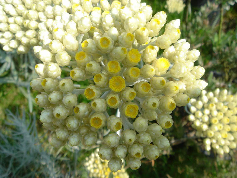 Helichrysum orientale photo